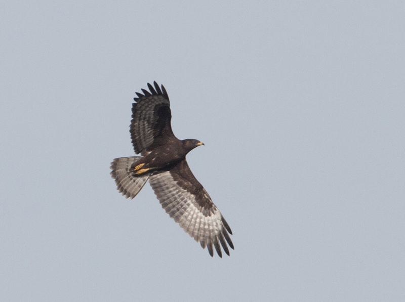 Aiuto per identificazione rapace in mobbing